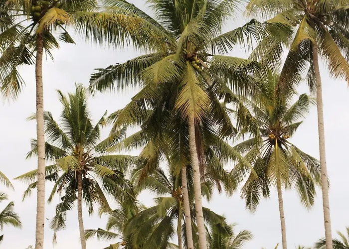 Jungle House - Surf & Hostal Pulukan